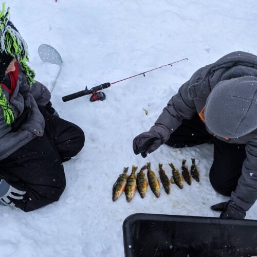 Two individuals dressed in winter clothing are ice fishing on a serene lake in New Jersey. Seated on the snow, they inspect a row of six fish they have caught and laid out in front of them.