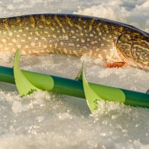 A fish lies on the ice next to a green ice fishing auger, capturing the essence of an Alaskan lake adventure.